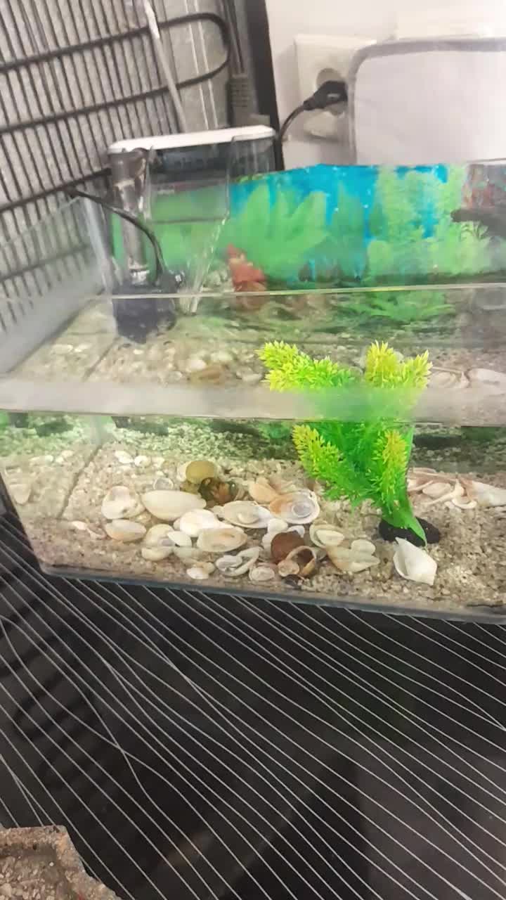 آکواریوم زیبا با پمپ آبشاری کامل|ماهی|ابریشم, |دیوار