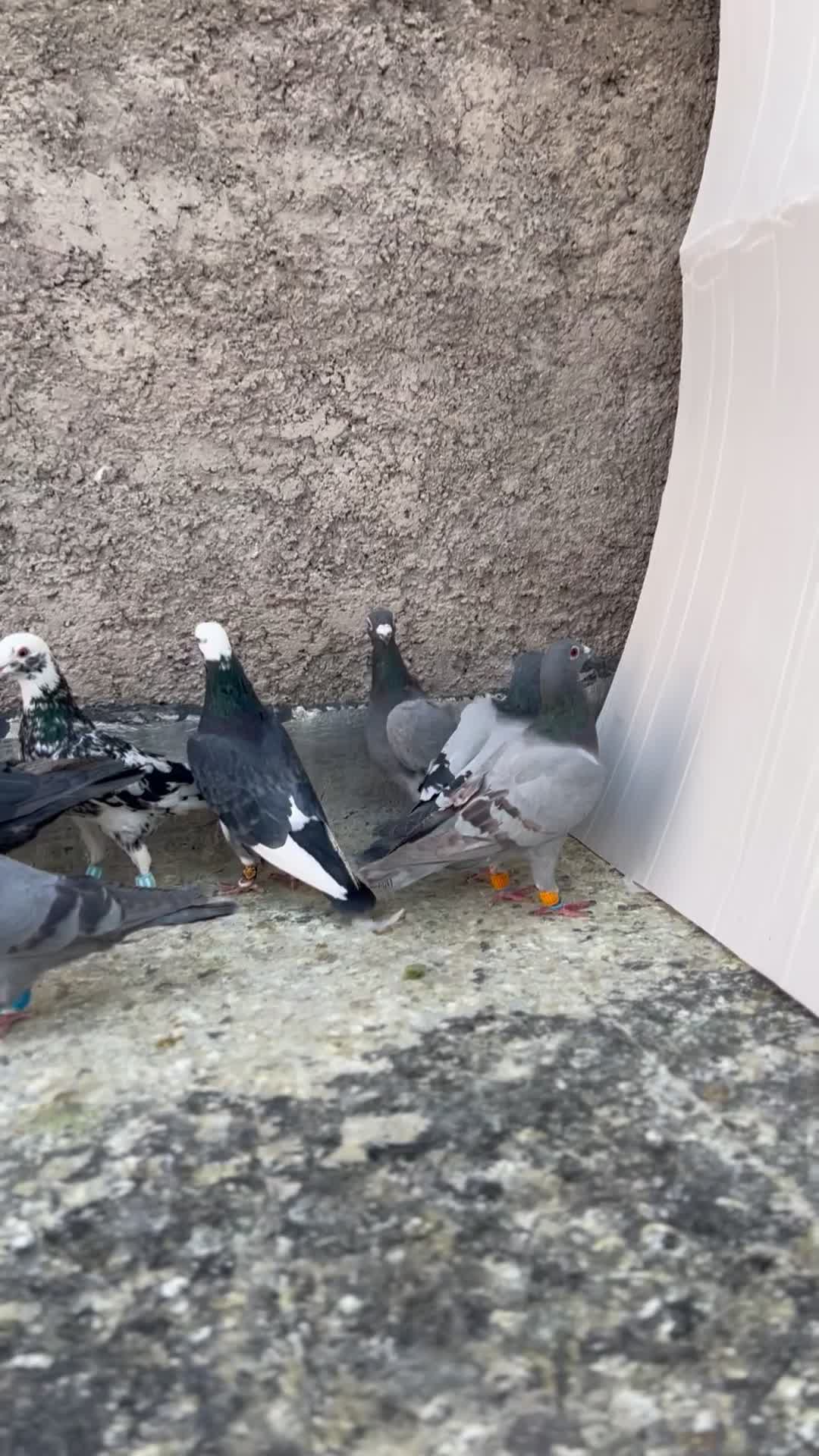 کفتر بهبونی و پلاکی|پرنده|مرودشت, ژیان|دیوار