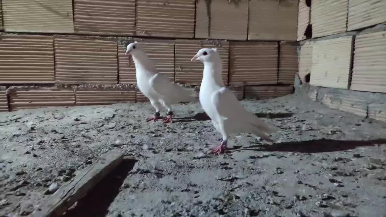 کفتر سفید کاکولی ، آلمانی|پرنده|جغتای, |دیوار