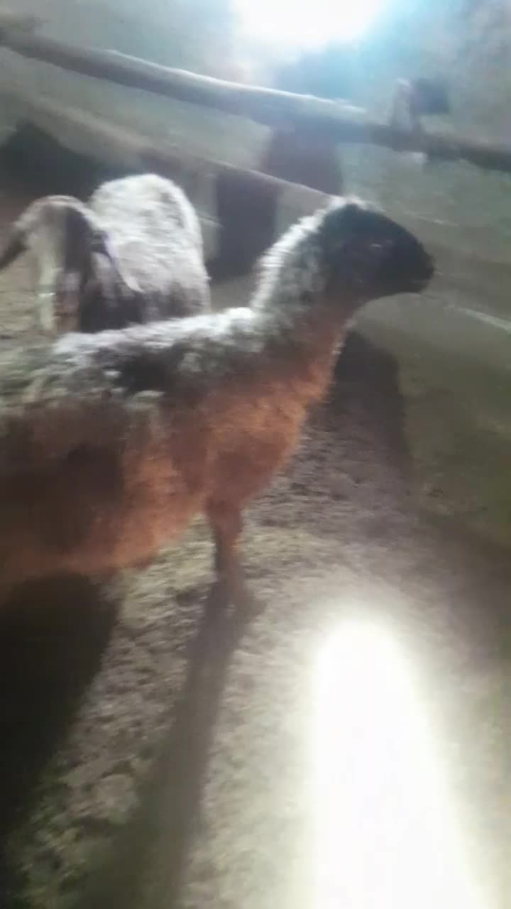 گوسفند|حیوانات مزرعه|صفی آباد, |دیوار