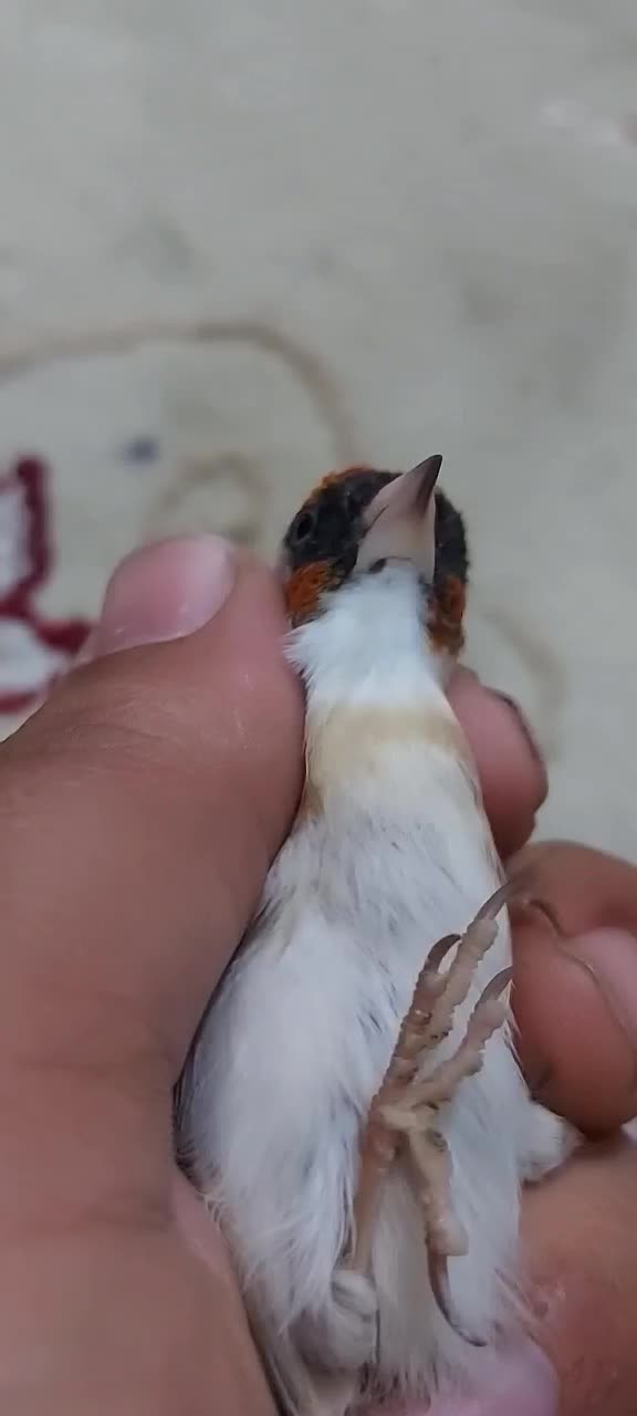 پرنده سره سهره ماده چونه سفید|پرنده|ری, دولت‌آباد|دیوار