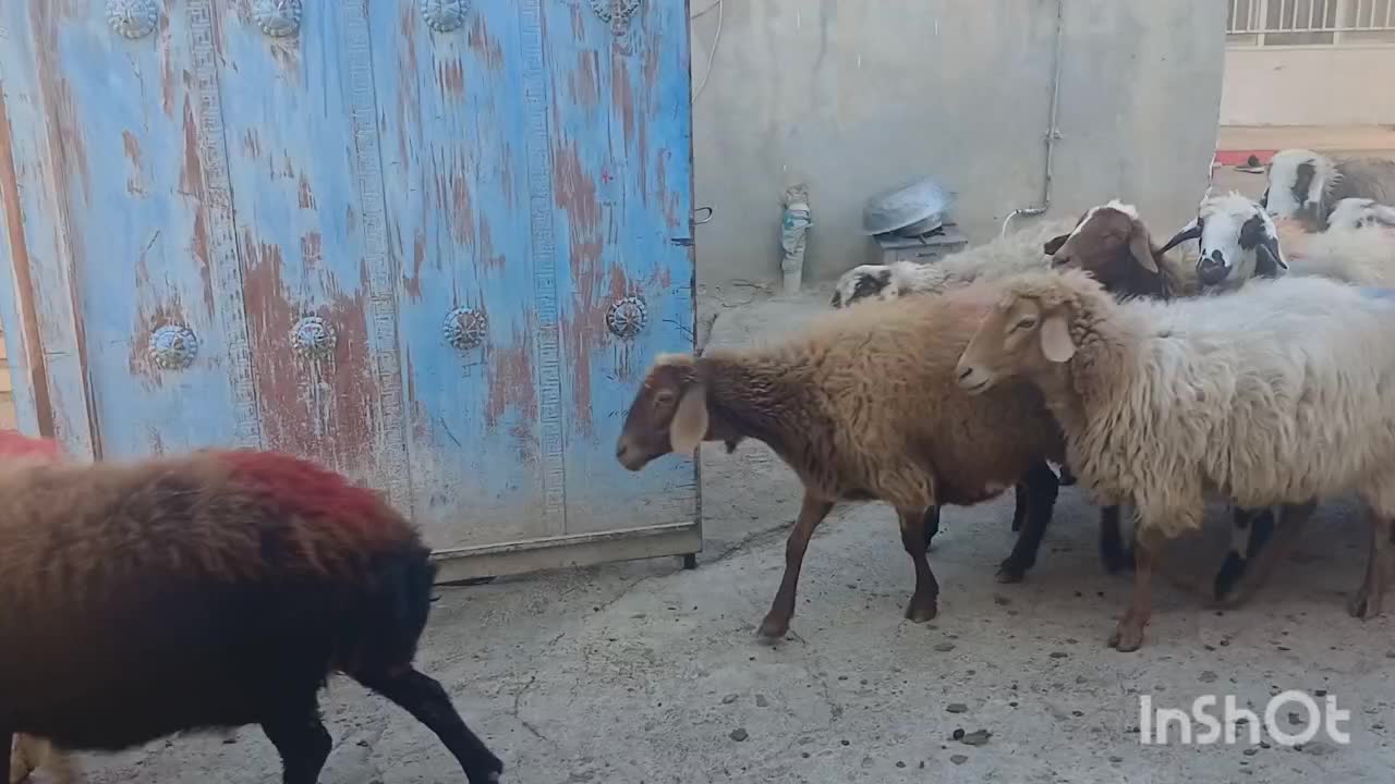 ۲۸ راس میش جوان همه ابستن باب مالداری|حیوانات مزرعه|گلبهار, نوبهار|دیوار