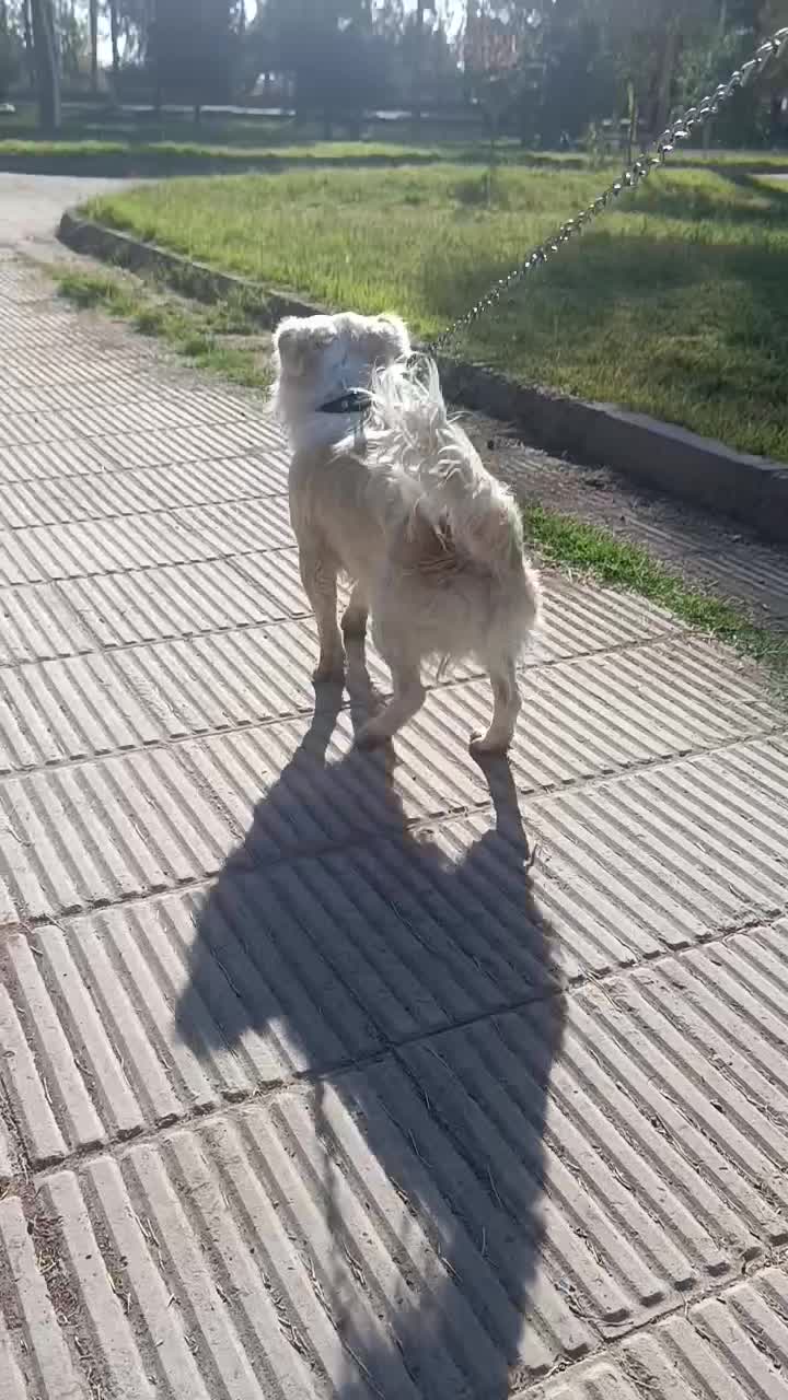 فروشی قیمت1نیم|سگ|نگار, |دیوار