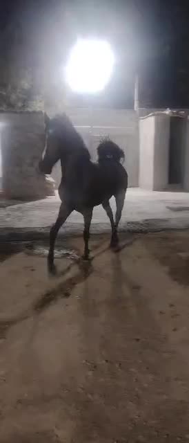 دوسر سهراب|اسب و تجهیزات اسبسواری|کرمانشاه, |دیوار