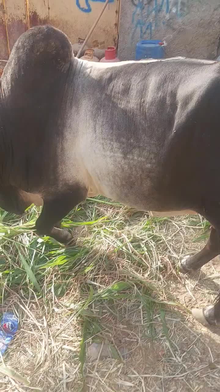 گاو|حیوانات مزرعه|کله گان, |دیوار