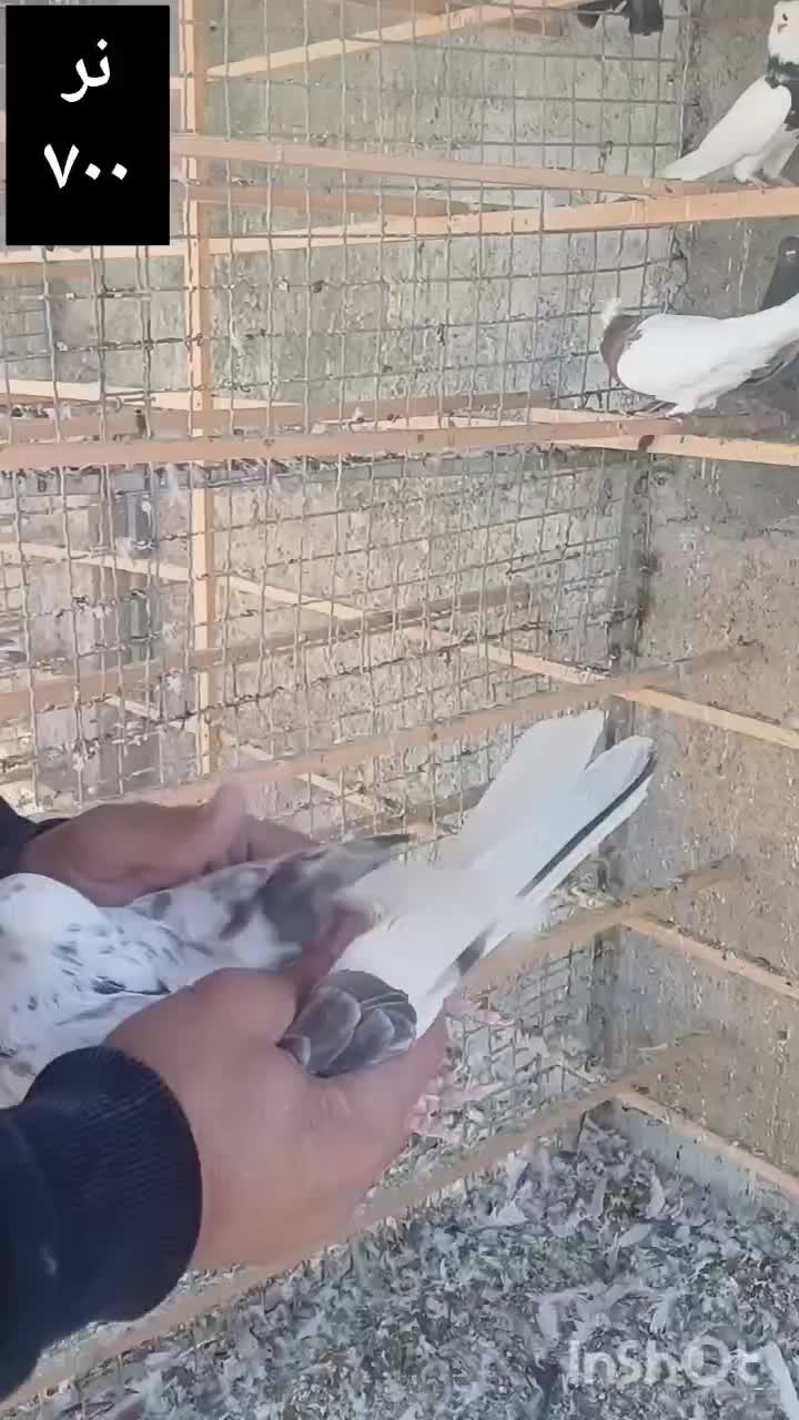 حیوون درجه یک|پرنده|وحیدیه, |دیوار