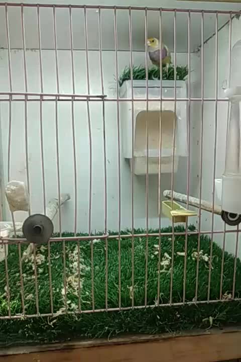 فنچ گلدین ماده|پرنده|تهران, هفده شهریور|دیوار