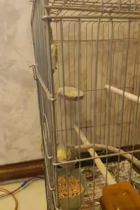 عروس هلندی جفت خورده سالم و سرحال|پرنده|پاکدشت, پارچین|دیوار