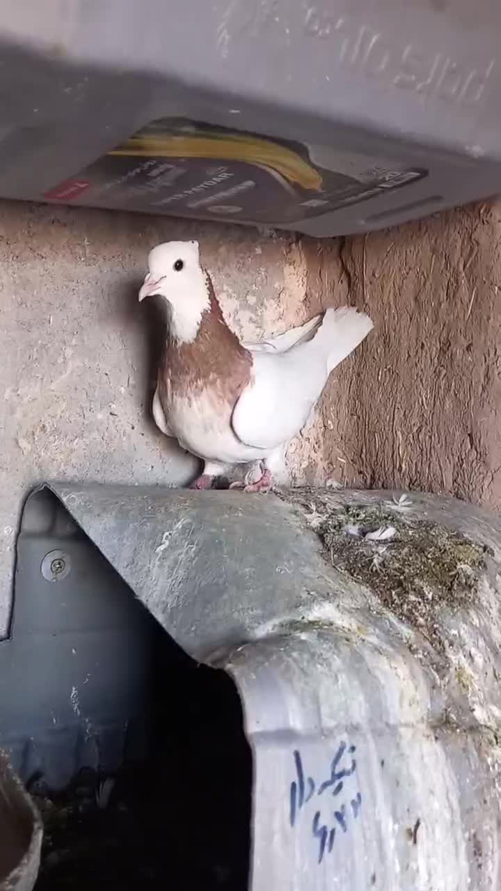 طوقی ماده زات زرین خالدار|پرنده|جوین, |دیوار