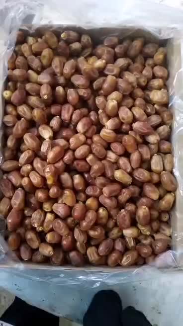 قصب درجه منطقه قیروکارزین|عمده‌فروشی|قیروکارزین, |دیوار