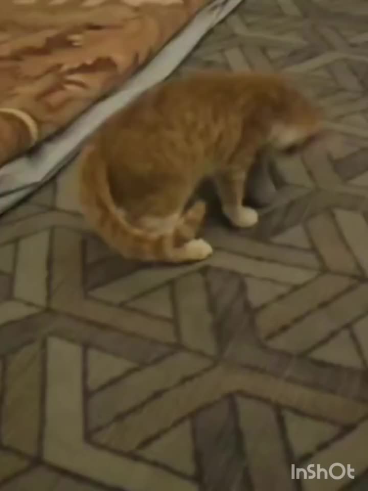 گربه پرشین و dsh نر|گربه|مشهد, سراب|دیوار