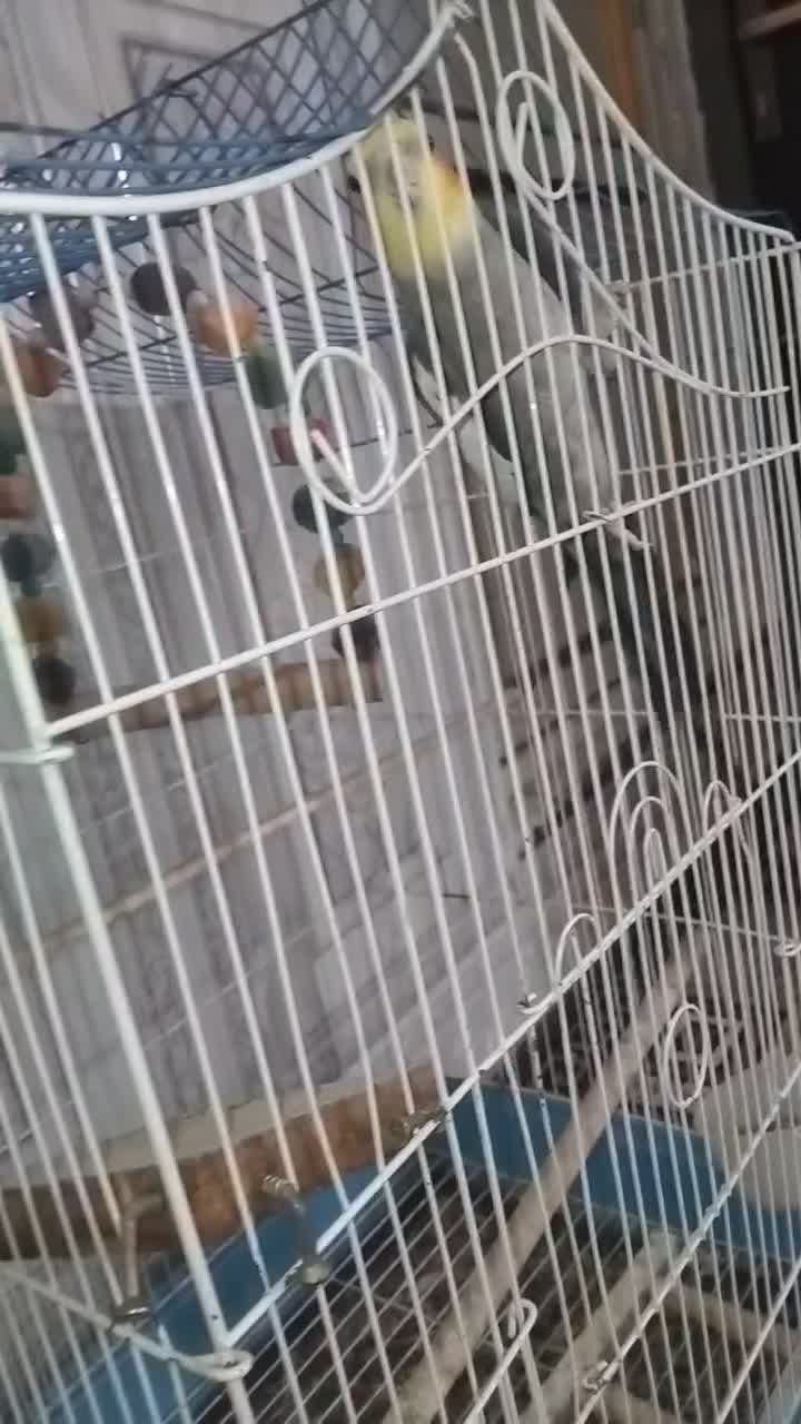 عروس سخن گو|پرنده|میناب, |دیوار