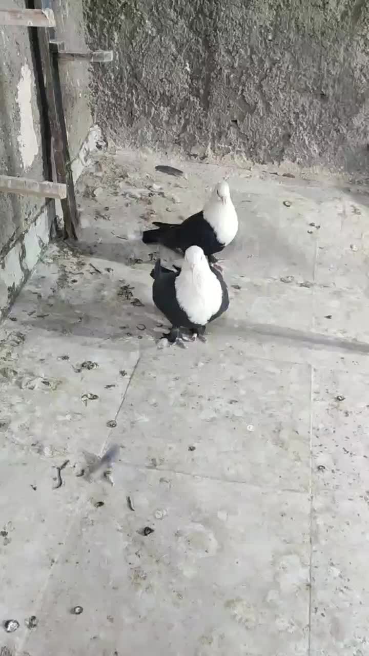 کبوترجفتی|پرنده|سبزوار, قصبه شرقی|دیوار