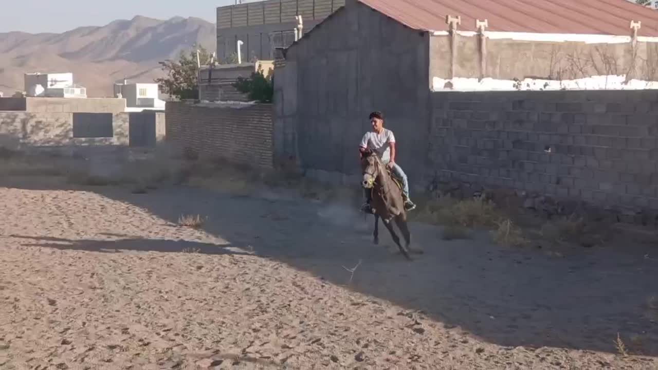 کره نریان دوسر عرب فروش|حیوانات مزرعه|خلجستان, |دیوار