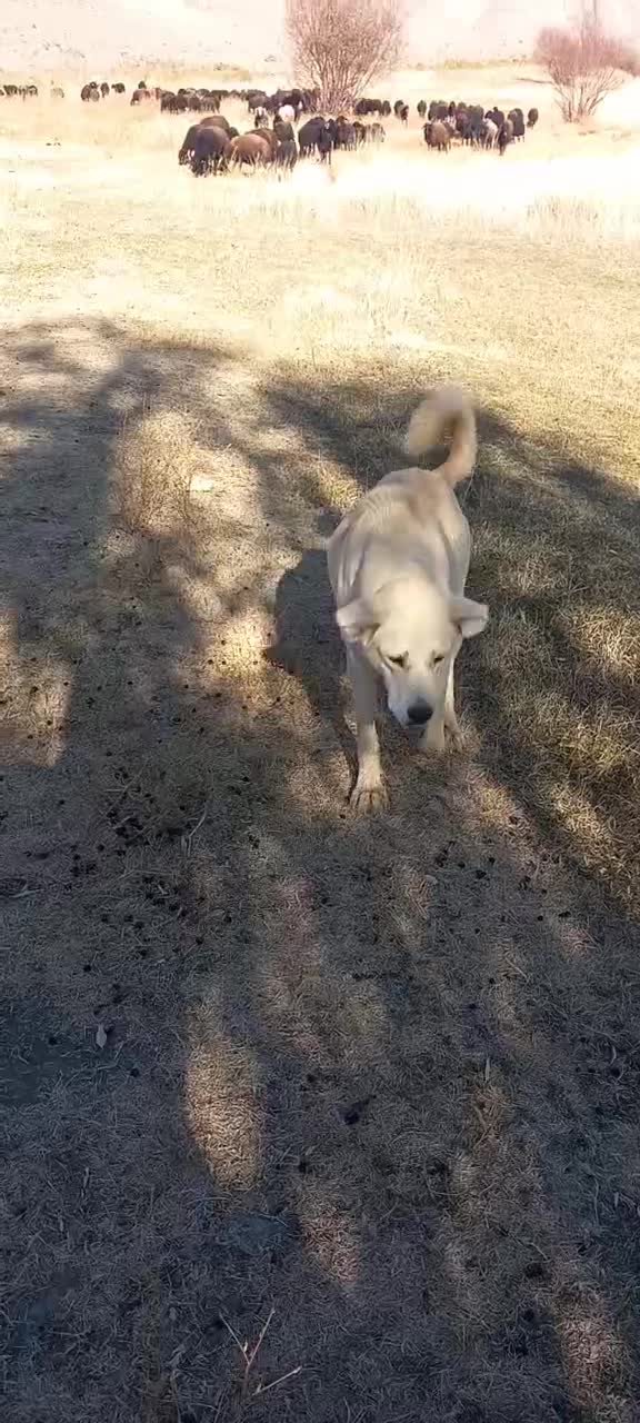 فروشی|سگ|انگوران, |دیوار