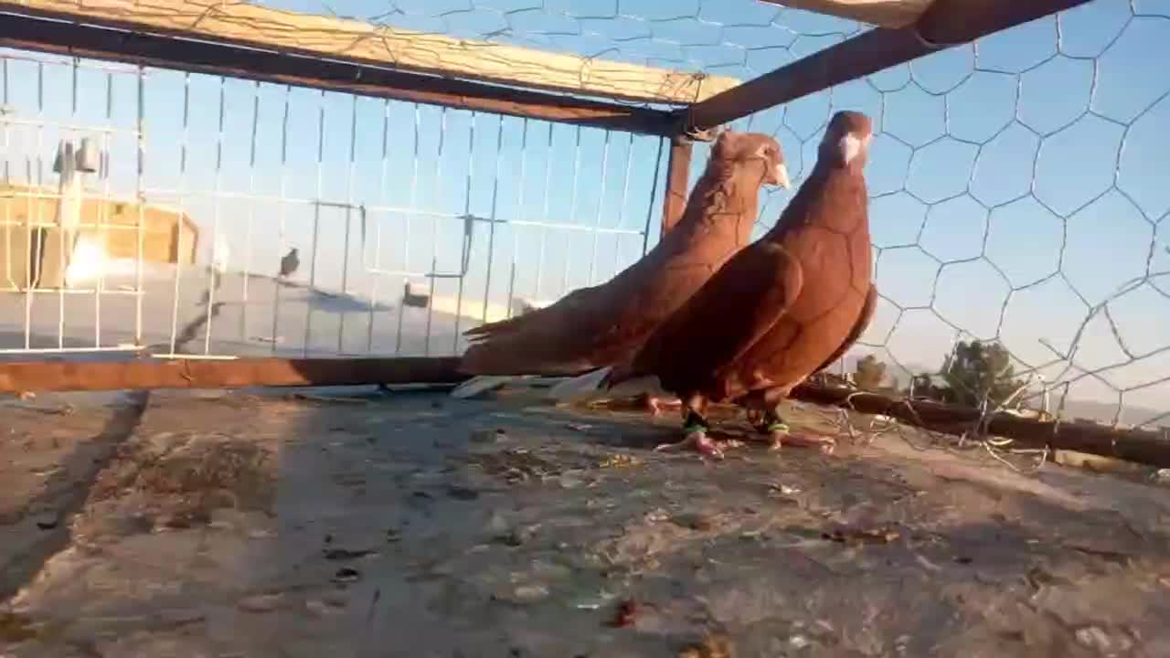 کفتر|پرنده|تربتحیدریه, شهرک ولیعصر|دیوار