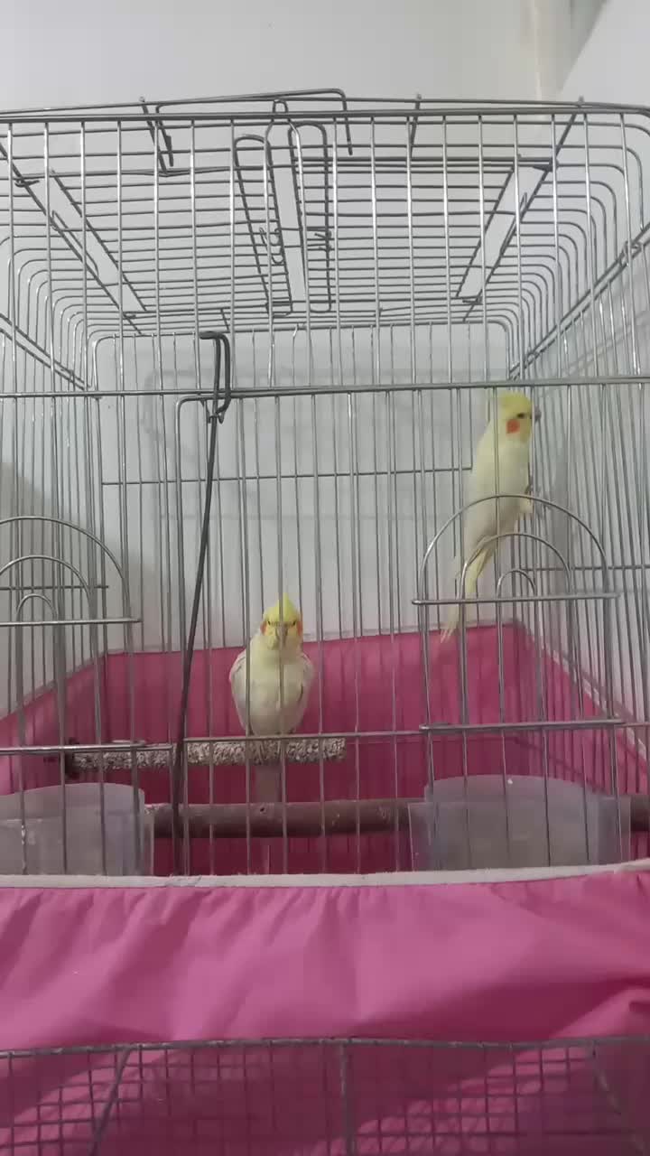 عروس‌هلندی‌‌جفت‌مولد‌لوتینو|پرنده|قم, ولیعصر|دیوار