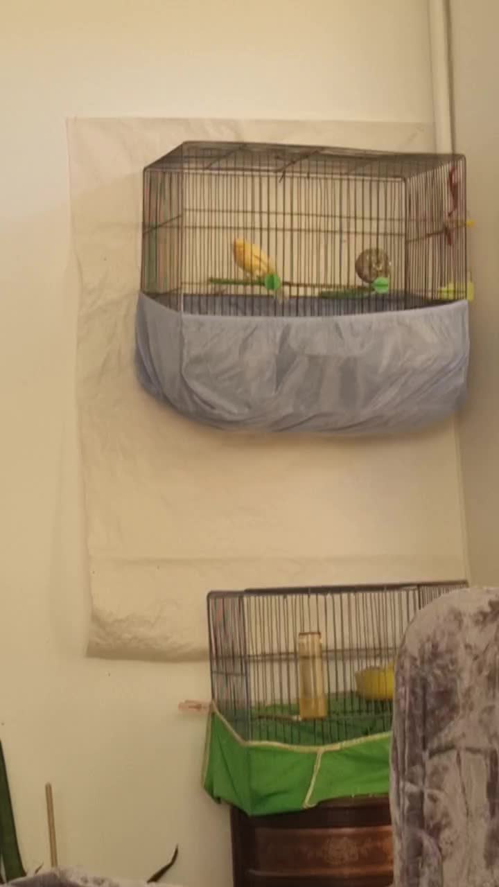 قناری رد فکتور درشت|پرنده|اسلامشهر, مظفریه|دیوار