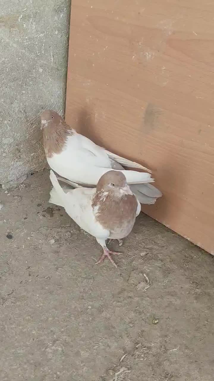 کفتر‌|پرنده|اصفهان, شهرک کاوه|دیوار