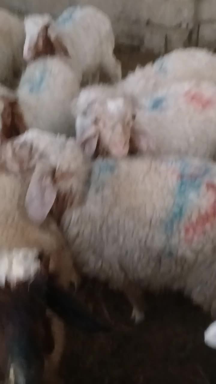 بره|حیوانات مزرعه|شوش, |دیوار