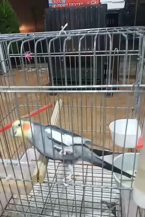 عروس هلندی|پرنده|رشت, حمیدیان|دیوار