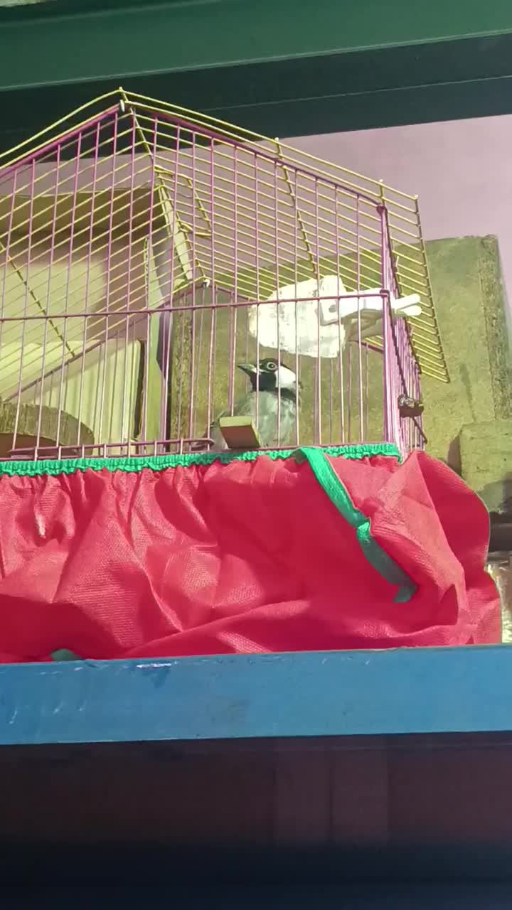 پرنده|پرنده|اهواز, کوی شاهد|دیوار