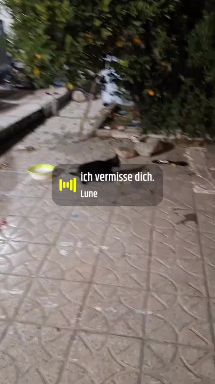 واگذاری|گربه|شیراز, تندگویان|دیوار