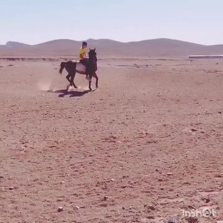 مادیون کرد|اسب و تجهیزات اسب‌سواری|سیرجان, |دیوار