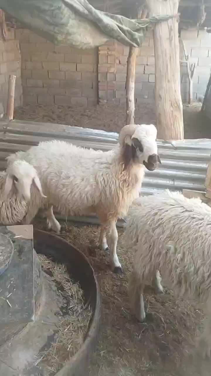 بره نر|حیوانات مزرعه|رفسنجان, |دیوار