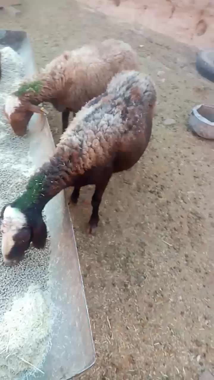 3میش و 3بره و یک عدد بره ماده|عمده‌فروشی|خواف, |دیوار