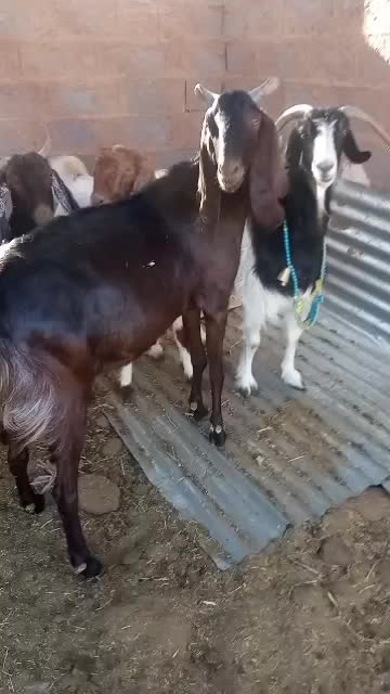 فروش ۴عدد بز شیرا درجا یک|حیوانات مزرعه|کرمان, |دیوار