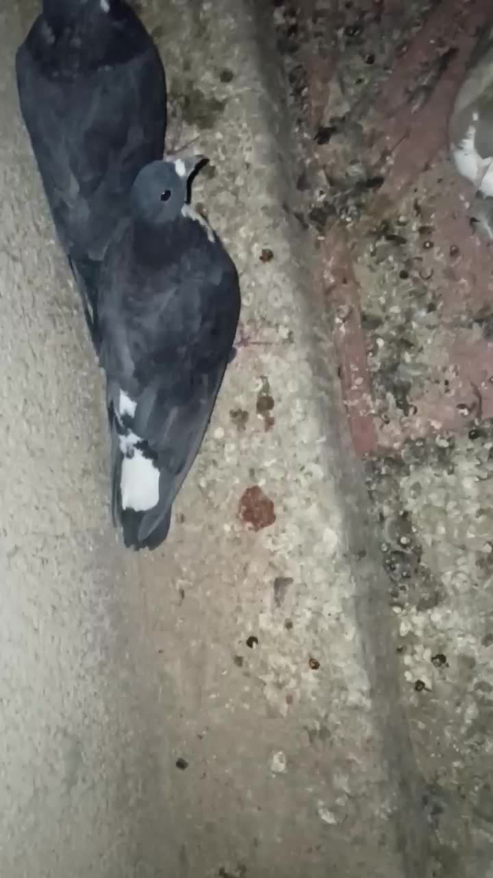 کبوتر رسمی|پرنده|بافت, |دیوار