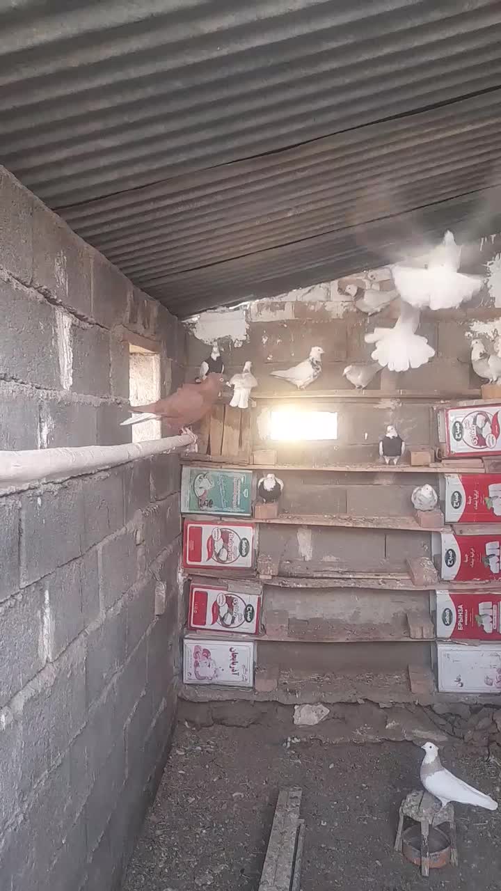 طوق|پرنده|فردوس (خراسان), |دیوار