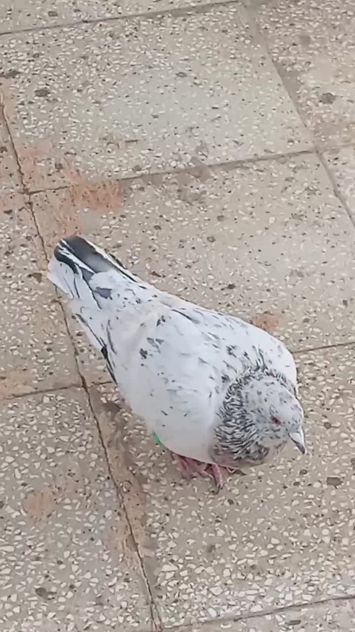 کفتر|پرنده|سبزوار, مدرس|دیوار