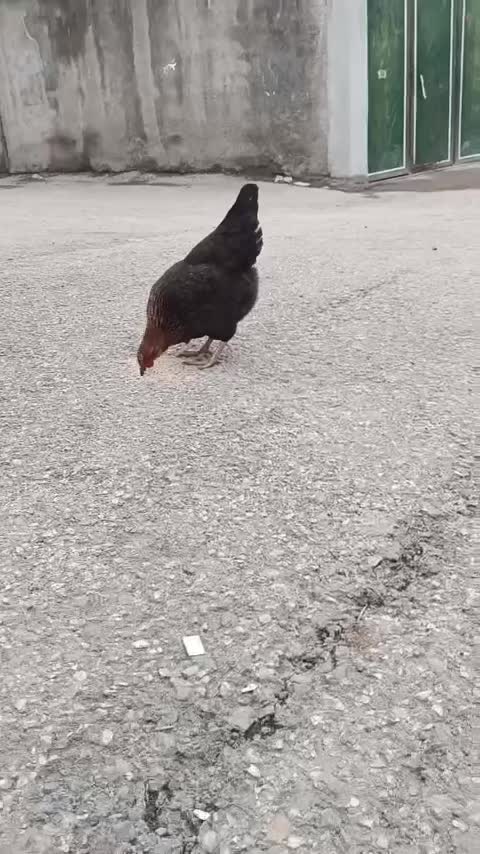 خروس و مرغ کردی محلی|حیوانات مزرعه|دیواندره, |دیوار