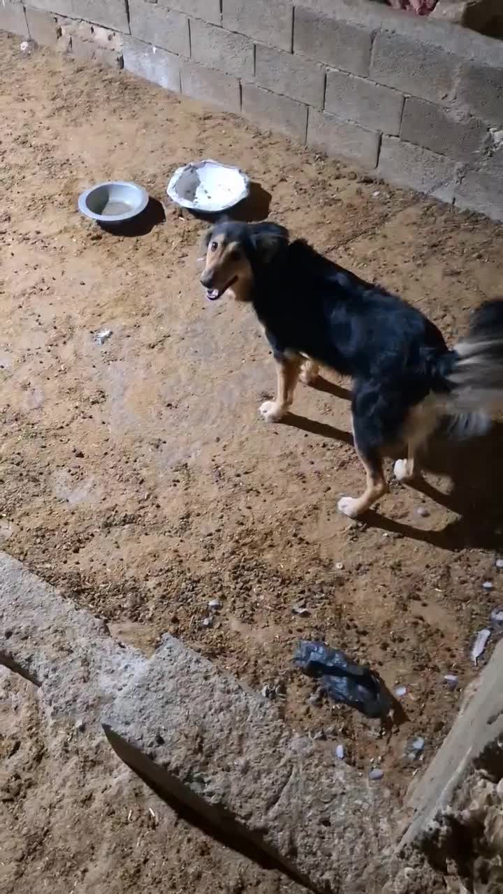 سگ ژرمن|سگ|کازرون, |دیوار