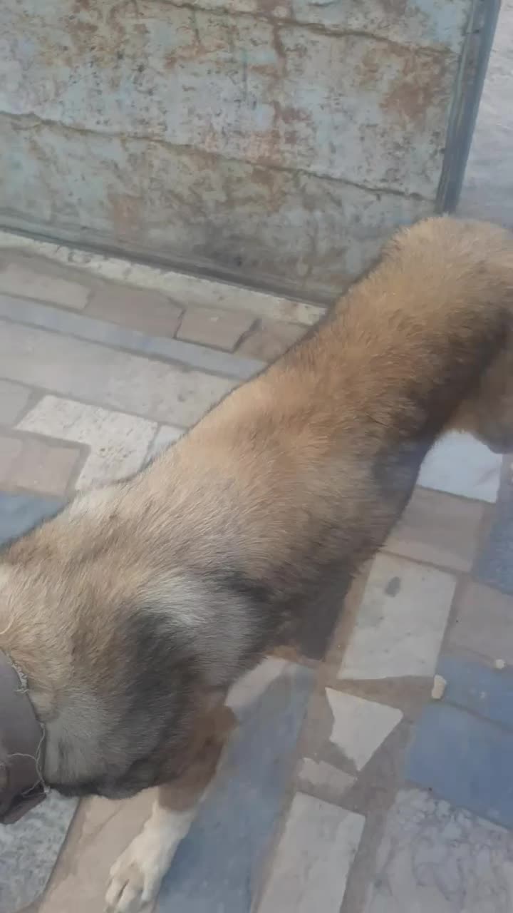 سگ گله|سگ|قهستان, |دیوار