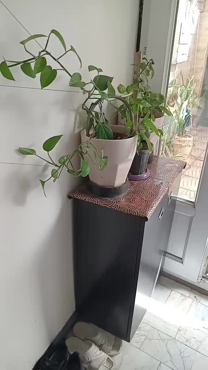 گلدون باگل  تعویض' فروش' حتما هدیه داده مشود|گل و گیاه طبیعی|بهارستان, |دیوار