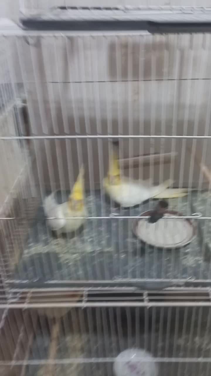 عروس هلندی|پرنده|شیروان (خراسان), |دیوار