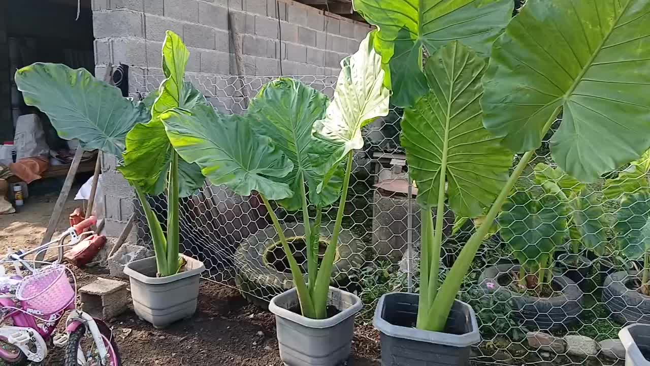 فروش بابا آدم.|گل و گیاه طبیعی|فومن, |دیوار