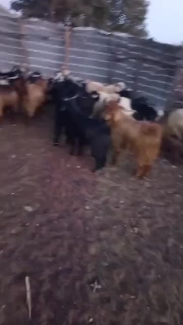 کره کیلویی ۳۰۰|حیوانات مزرعه|پاتاوه, |دیوار