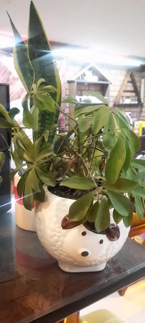 واگذاری کافه فستفود(مسترفود پیتزادواتیشه)|اجارهٔ مغازه و غرفه|بیرجند, |دیوار