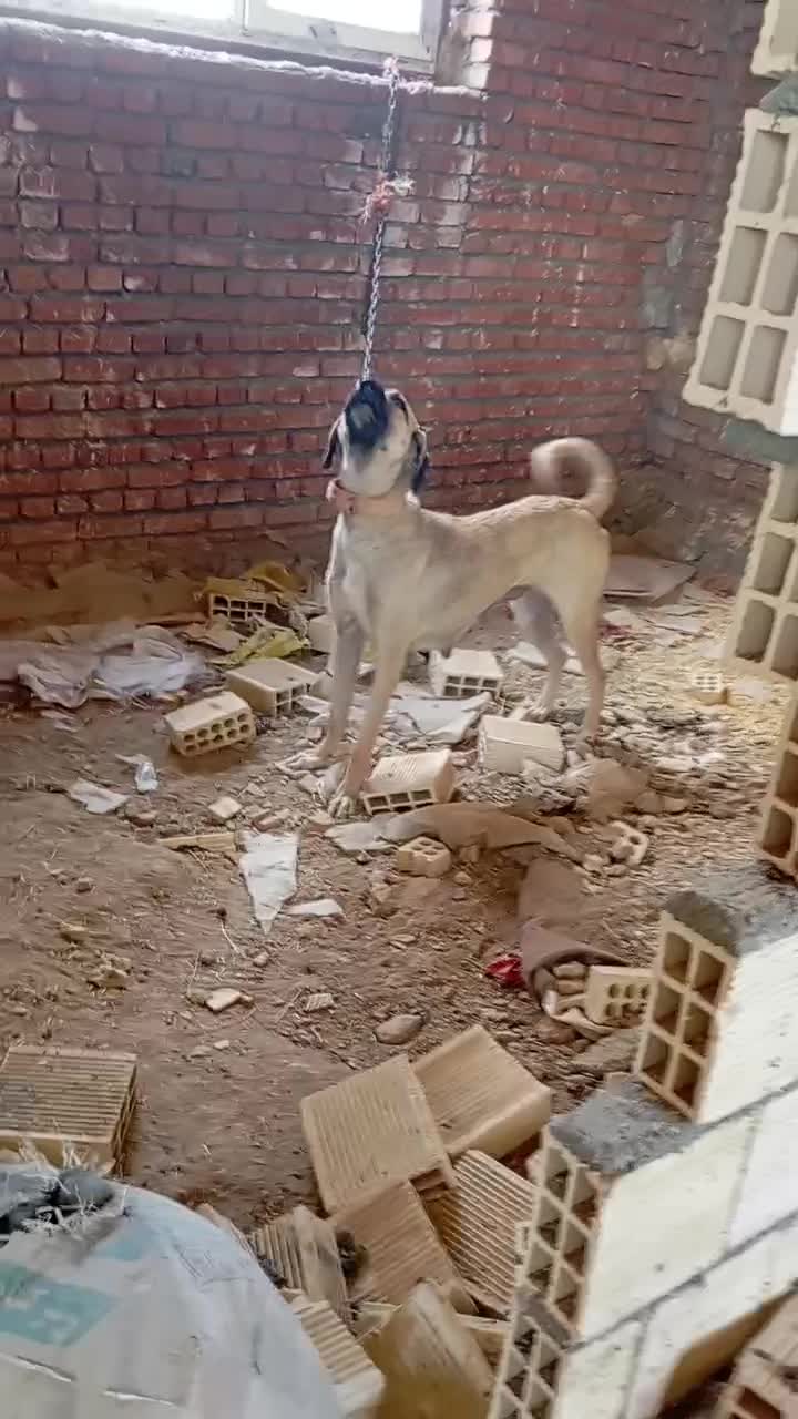 سگ ماده سرابی|سگ|دهگلان, |دیوار