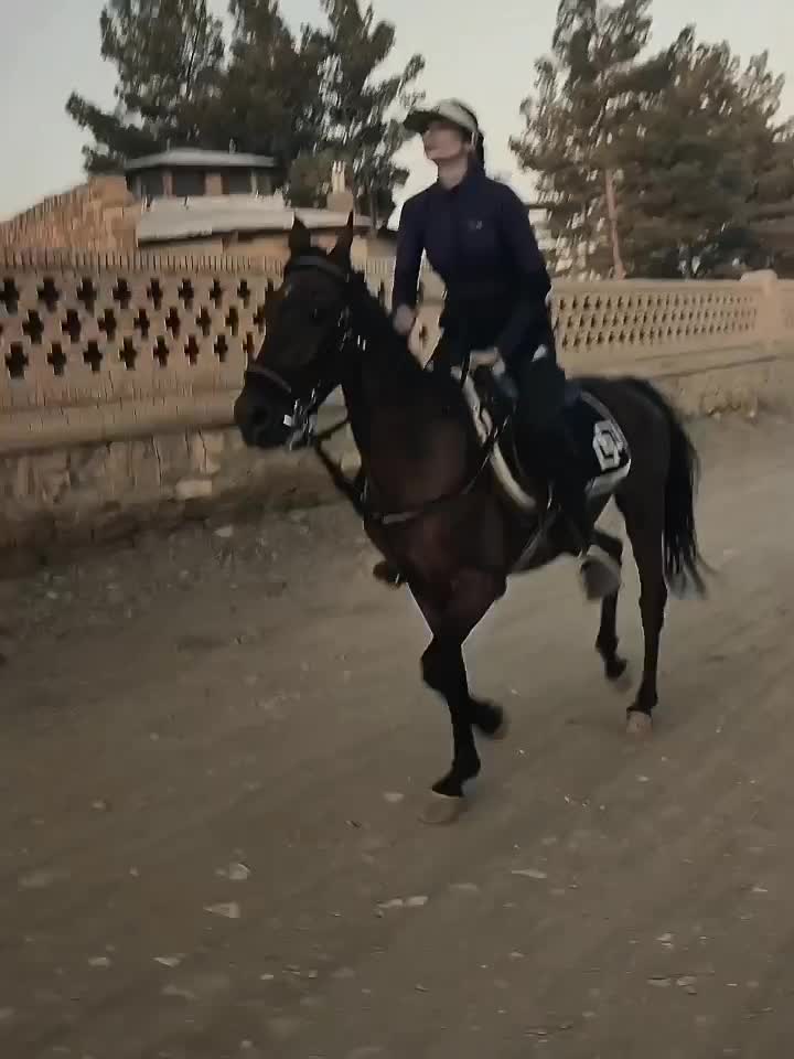 فروش و اجاره اسب ساعتی،روزانه جهت عکاسی،سوارکاری|اسب و تجهیزات اسبسواری|شاندیز, |دیوار