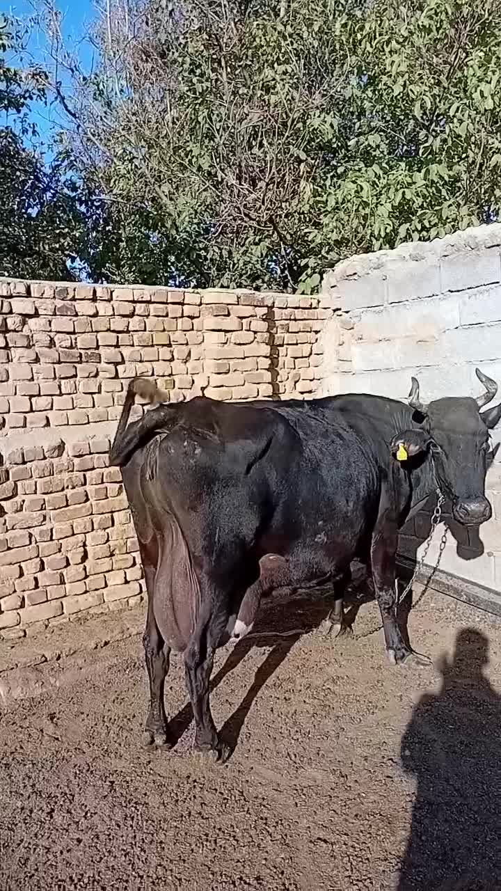گاو گوساله سویسی|حیوانات مزرعه|شیروان (لرستان), |دیوار