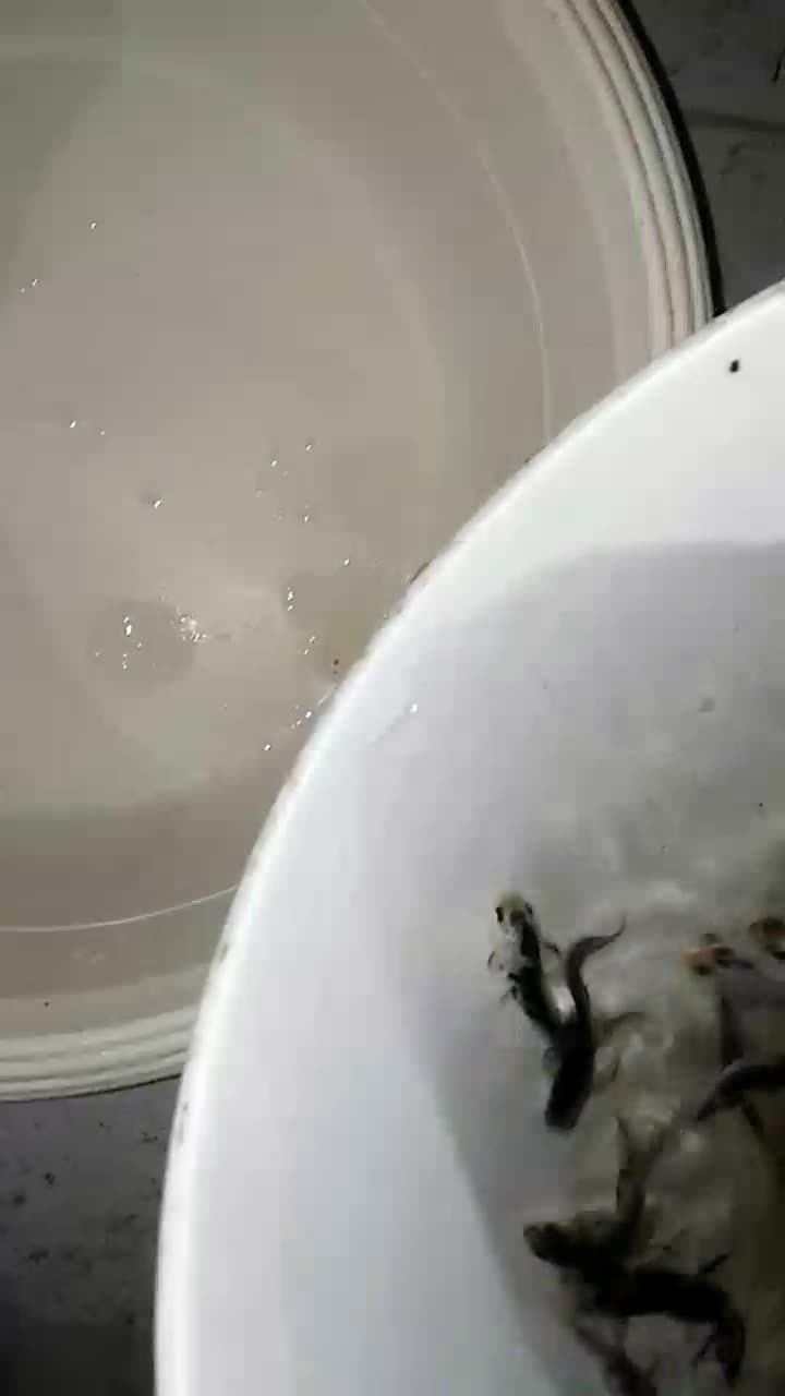 ماهی کوی و غذای ماهی و ارتمیا|ماهی|مشهد, استاد یوسفی (شهرک غرب)|دیوار