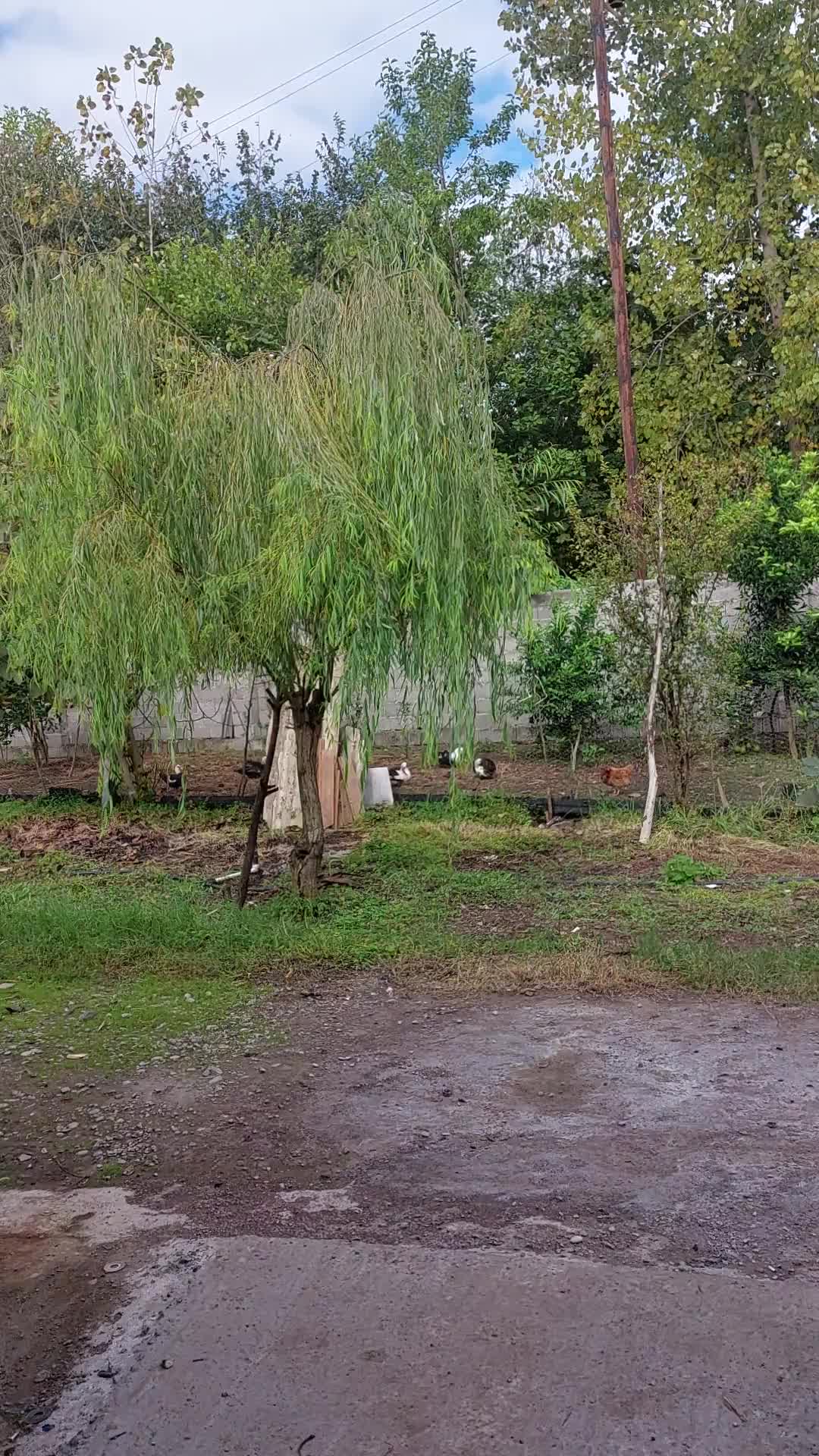 سوله 200 متر در 1000 متر مربع محوطه کاربری متنوع|اجارهٔ دفتر صنعتی، کشاورزی، تجاری|خمام, |دیوار