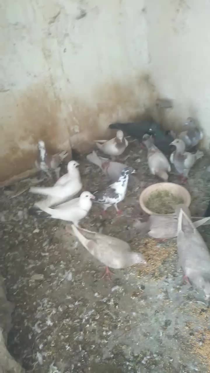 کفتر شهرستانی|پرنده|تهران, فلاح|دیوار