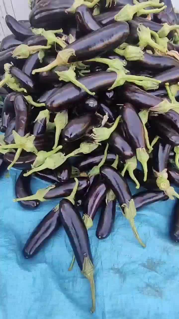 بادمجان خوش طعم مزرعه کرمانی|خوردنی و آشامیدنی|تهران, بوستان ولایت|دیوار