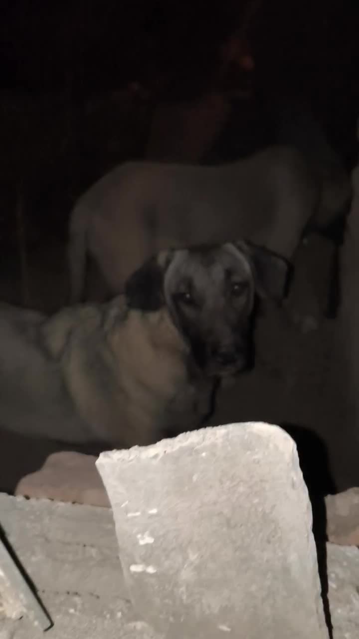 سگ سرابی|سگ|تهران, بوستان ولایت|دیوار